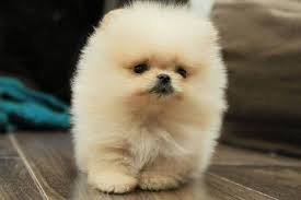Pin By Reem Ammar On Anime Cute Baby Dogs Baby Dogs Animals