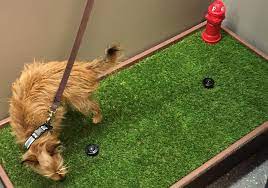 Keeping Artificial Grass Clean Of Dog Waste Artificialgreens Org
