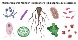 Rhizospheric Microorganisms And Effects Pgpr And Mycorrhiza In 2020 Soil Microorganisms Microorganisms Plant Roots
