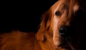 The additional cost for the varied cremation services are detailed in the aftercare pricing section. Pet Euthanasia In Ocala Marion Veterinary Hospital