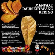 We did not find results for: Manfaat Daun Ketapang Nih Ya Buat Aghits Betta Farm Facebook