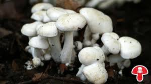 Diese pilze sind giftig, einige davon sogar tödlich! Giftige Pilze Vorsicht Diese Pilzarten Sind Gefahrlich Br Wissen