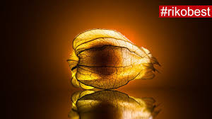 Fotomotive, wohin das auge blickt. Kreative Fotoideen Leuchtende Physalis Frucht Tutorial Tipps Tricks Zum Nachmachen Zuhause Youtube