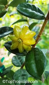 Image result for Eugenia natalitia