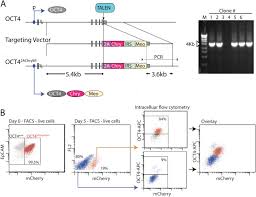 Primary cell culture is increasingly being used as a major tool in cellular and molecular biology, providing excellent model systems for studying the normal physiology and biochemistry of cells (e.g., metabolic studies, aging, signaling studies), the effects of drugs and toxic compounds on the cells and mutagenesis and carcinogenesis. Long Term Maintenance Of Human Pluripotent Stem Cells On Crgdfk Presenting Synthetic Surfaces Scientific Reports