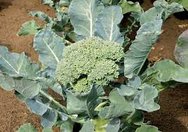 Growing sprouts stock photo by studiomak 0 / 0 broccoli sprouts pictures by handmadepictures 0 / 1 fresh broccoli sprouts stock photographs by handmadepictures 0 / 3 broccoli seedlings stock photographs by marishayu 0 / 0 young broccoli growing on the vegetable bed stock photo by vaivirga 0 / 0 shallow dof. Broccoli Description Nutrition Facts Britannica