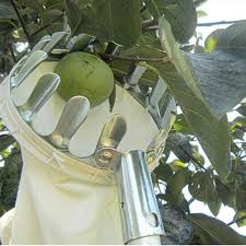 Catch a fruit to score. Buy Syga Fruit Picker Head Basket Or Fruit Picking Tools Fruits Catcher For Harvest Picking Apple Citrus Pear Peach Etc Online At Low Prices In India Amazon In