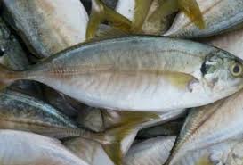 Ikan tongkol berasal dari jenis ikan scombried (ikan pelagis) yang hidup membentuk gerombolan. Ikan Kembung Baik Untuk Jaga Fungsi Jantung Krjogja