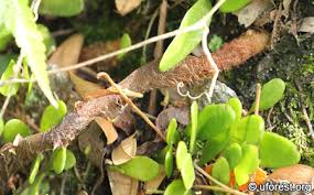 Image result for Davallia chaerophylloides