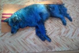 Kommentare �ber beh�rden vor r�tsel: In Der Russischen Stadt Getotet Gefoltert Der Blaue Hund Nachrichten Von Russland Auf Deutsch
