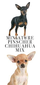 Miniature pinscher and chihuahua mix. Pomeranian Chihuahua Mini Pinscher Novocom Top