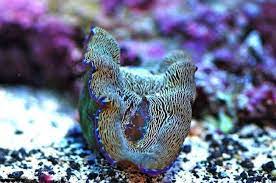 Photo #6 - Golden Dursa Clam - 3 - False Percula Clownfish, ...