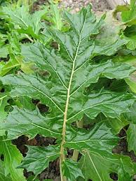 Image result for Acanthus mayaccanus