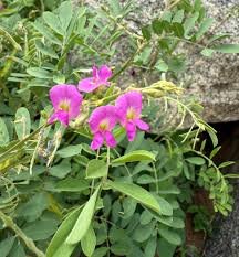 Image result for Tephrosia purpurea
