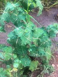Image result for Solanum viarum