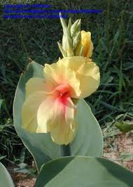 Pin On Cannas Pink Yellow