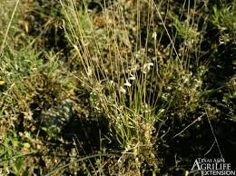 Image result for Panicum