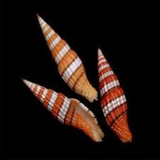 Image result for Mitrasacmopsis