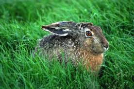 Identifying rabbits in your garden. How To Keep Rabbits From Eating Lily Bulbs