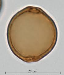 Image result for Trema sp A