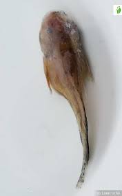 Image result for Liparis latialata