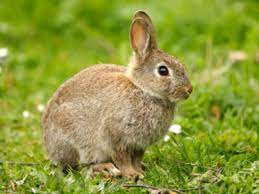 Rabbits Are Not Starter Pets Caring For Them Is Hard Peta