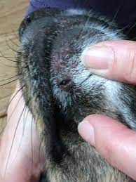Dornartiger Auswuchs Warze Der Hund
