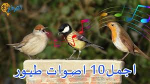 اجمل 10 اصوات طيور فى العالم أصوات من الجنة تسمعها لأول مرة فى حياتك in 2021 animals lol 10 things