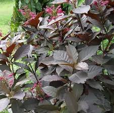 We did not find results for: 50gr Daun Ungu Kering Atasi Wasir Handelium Kering Ajeng Co Lazada Indonesia