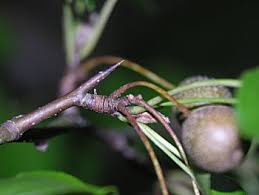 Image result for Pycreus fibrillosus