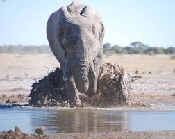 Nxai South Camp Mud Slinging Jumbo Picture Of Nxai Pan Camp Makgadikgadi Pans National Park Tripadvisor