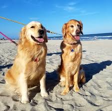 The golden retriever, with its intelligence and eager to please attitude, is one of the most popular breeds in the united states according to akc. Lakewood Golden Retrievers Thek9harperlee