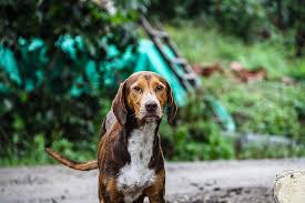 I will have basset hound puppies this week. Basset Heeler Basset Hound Blue Heeler Mix Info Pictures Traits