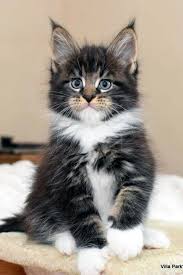 Search for kittens for adoption near me free. Free Long Haired Kittens Near Me Off 50 Www Usushimd Com