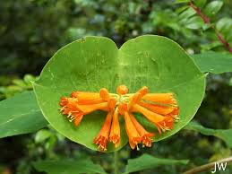 Image result for Lonicera