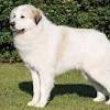 Great pyrenees lab mix at a glance. 1