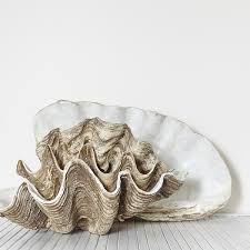 Interior decorating ideas using giant clam shells for coastal interiors and coastal interior design. Resin Clam Shell As Seen On The Block 2020 Pineapple Traders
