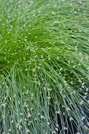Image result for Isolepis