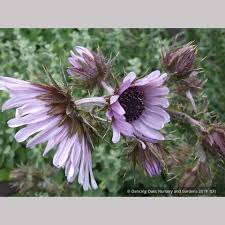 Image result for Berkheya speciosa
