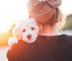 Pet cremation services has a revenue of $5.7m, and 17 employees. Pet Burial And Cremation In Denver Caring Pathways