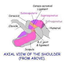 Your arm is kept in your shoulder socket by your rotator cuff. Normal Shoulder Ultrasound How To