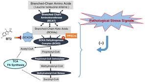 Branched Chain Amino Acid Metabolic Reprogramming In Heart Failure Sciencedirect
