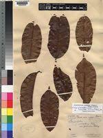 Image result for Ancylobothrys scandens