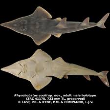 Image result for Rhynchosia pseudoviscosa