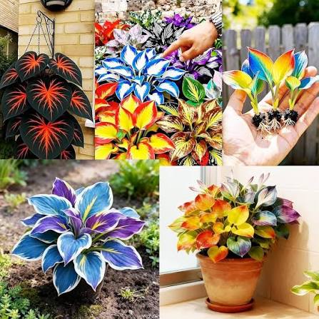 imported Hosta Flower Seeds Mix for Home and Garden, 55+ Seeds per Pack : Amazon.in: Garden & Outdoors
