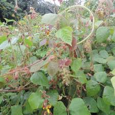 Image result for Rhynchosia viscosa