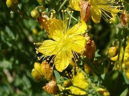 Fiori gialli nomi piante perenni nomi dei fiori gialli : Iperico Hypericum Hypericum Perenni Iperico Hypericum Perenni