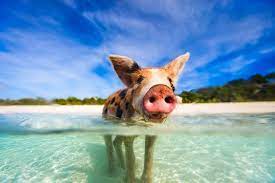 Beste/r/s schweinefilet in barbados, karibik: Bahamas Schwimmen Mit Den Schweinchen Urlaubsguru