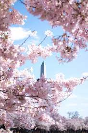 Spring In Washington Dc Cherry Blossom Cherry Blossom Wallpaper Flower Photos