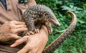 Pangolin coin price & market data. Saving Pangolins